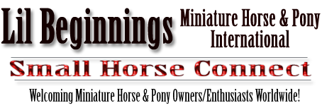 Lil Beginnings Miniature Horse & Pony International