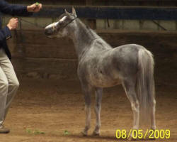 Owsley Fork Grey Gambler 