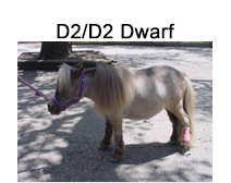 D2/D2 Dwarf Mini Horse