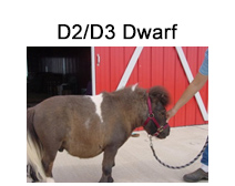 D2/D3 Dwarf Mini Horse