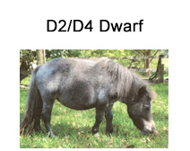 https://lilbeginnings.com/miniature-horse-facts-and-information/D2D4-Dwarf.jpg