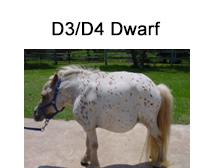 D2/D4 Dwarf Mini Horse