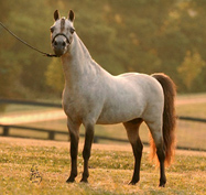 Example of a normal Minaiture Horse
