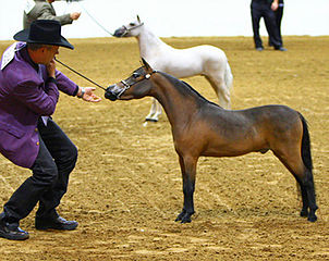Mini Horse Photo A